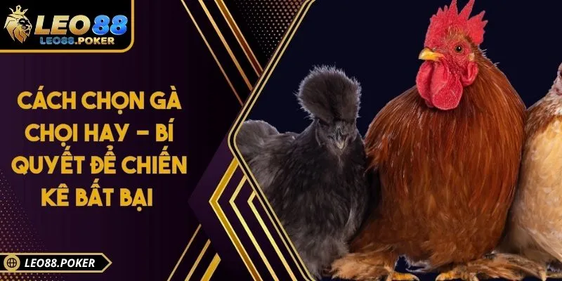 Cách Chọn Gà Chọi Hay - Bí Quyết Để Chiến Kê Bất Bại