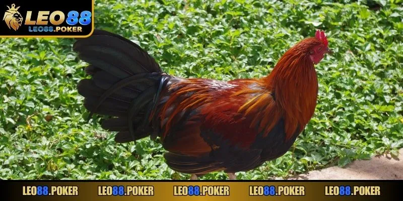 Lựa chọn chiến kê tốt bằng nhiều cách