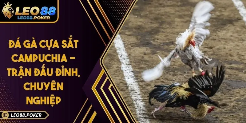 Đá Gà Cựa Sắt Campuchia - Trận Đấu Đỉnh, Chuyên Nghiệp