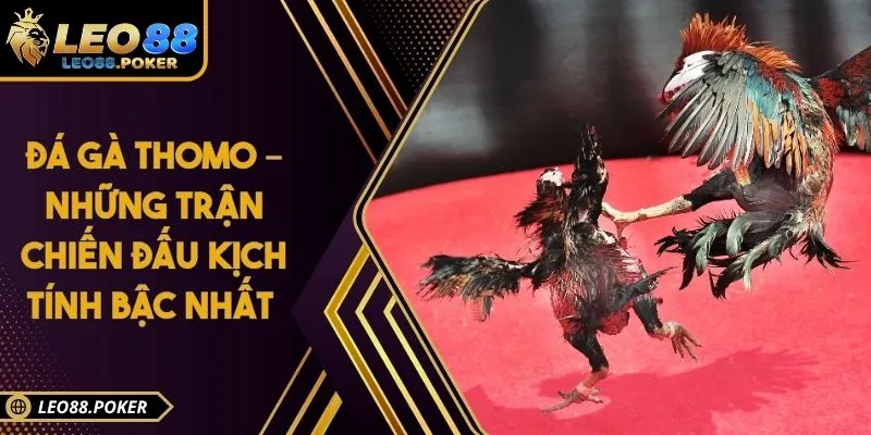 Đá Gà Thomo – Những Trận Chiến Đấu Kịch Tính Bậc Nhất