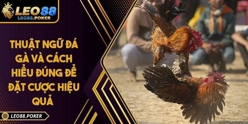 Thuật Ngữ Đá Gà Và Cách Hiểu Đúng Để Đặt Cược Hiệu Quả